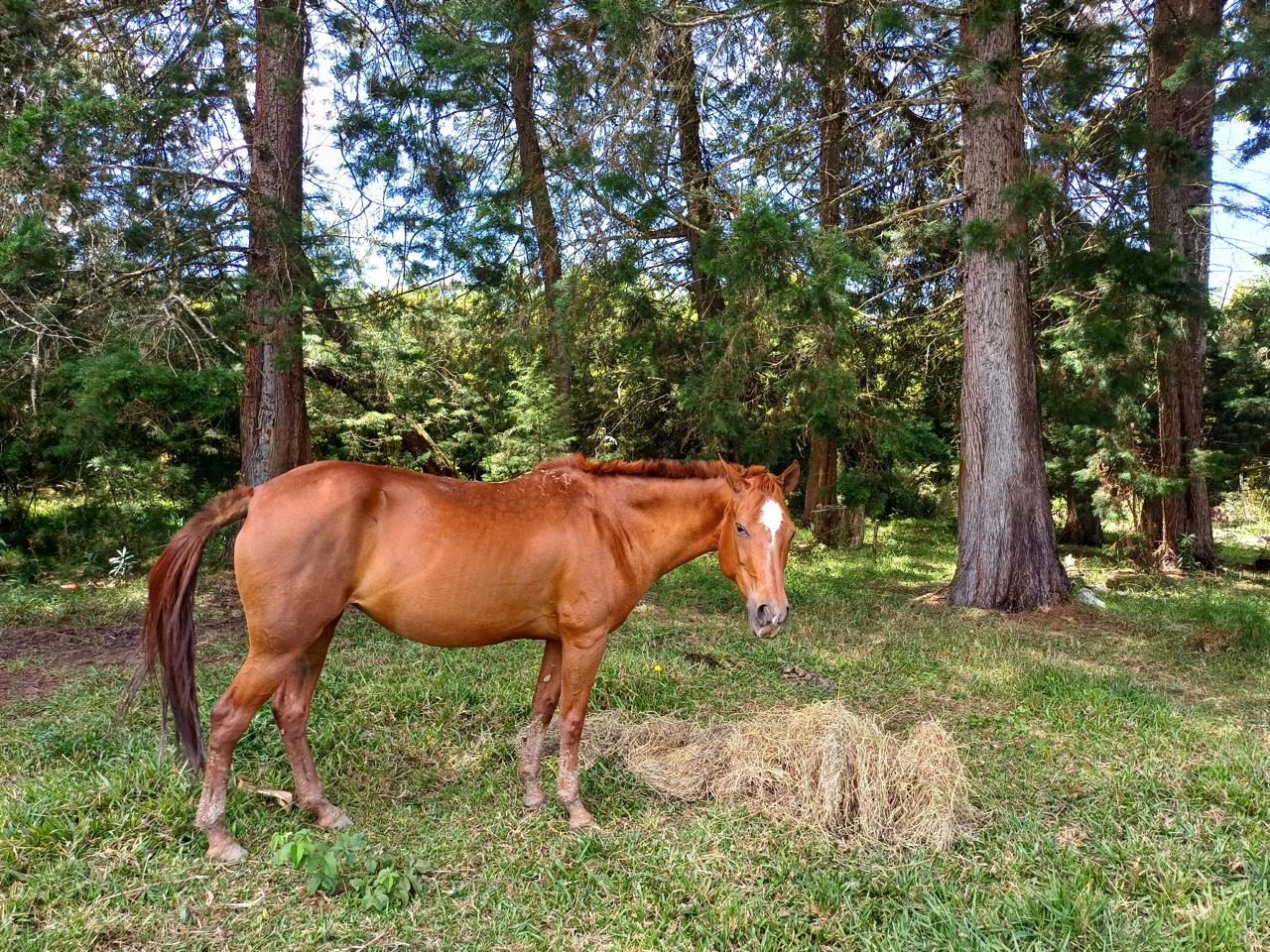 Equus GRAM: innovación biotecnológica para el bienestar equino