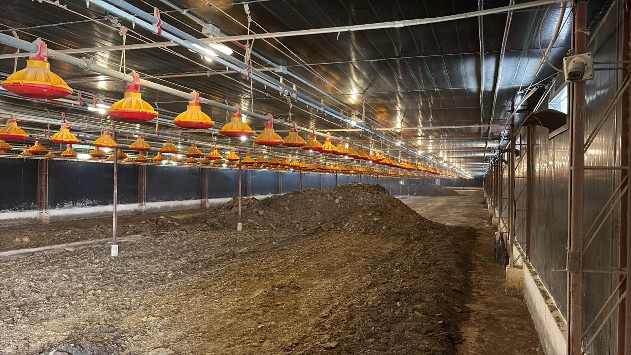 Innovación para el bienestar avícola